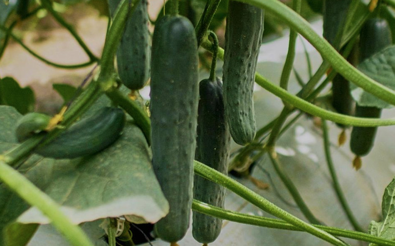 pepinos-mas-semillas